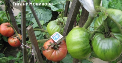 Tomate géante Novikova