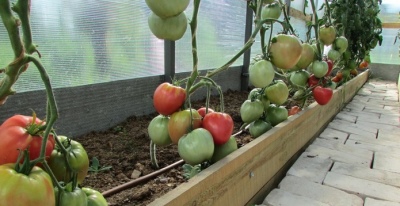 Tomatenriese der Region Moskau