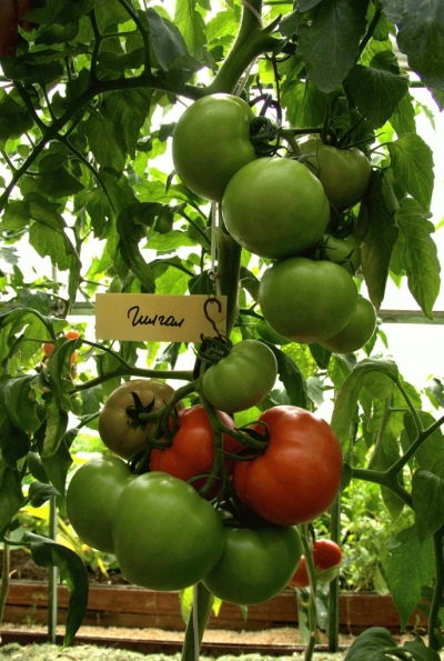 Tomat Gilgal