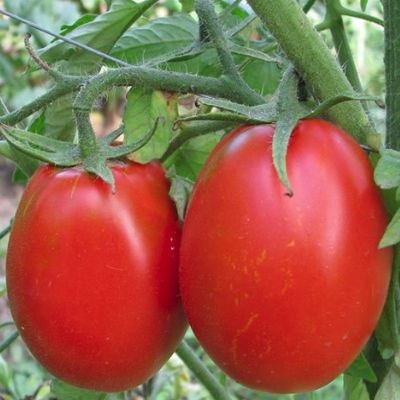 Gloria tomato