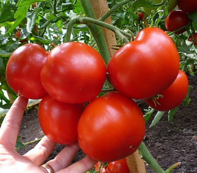 Gravité de la tomate