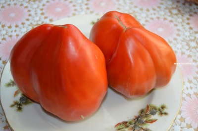 Tomaten Jakobsmuscheln rot