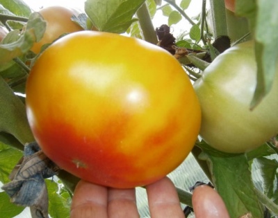 Tomat grapefrugt