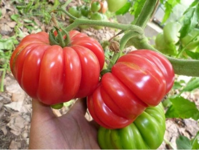 Tomaten-Pilz-Korb