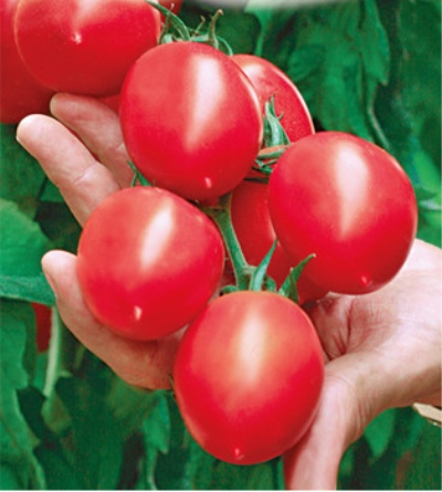 Tomato Grozdeva