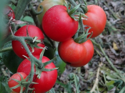 番茄地面 Gribovsky