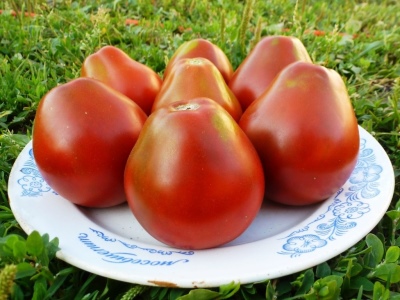 Tomato Grushovka