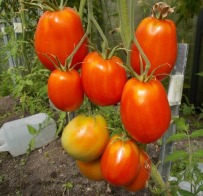 Tomaten Gänseei