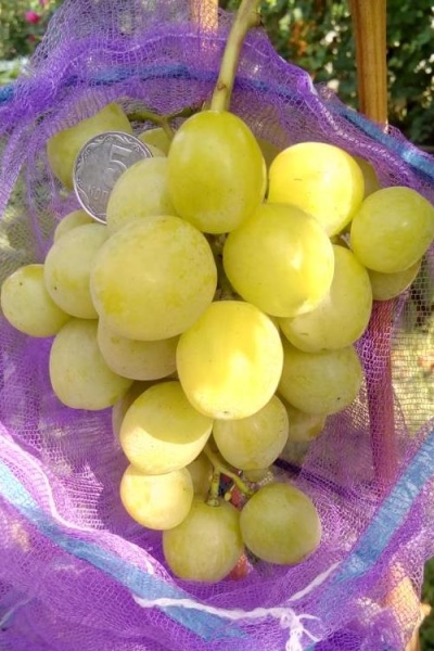 Helena grapes