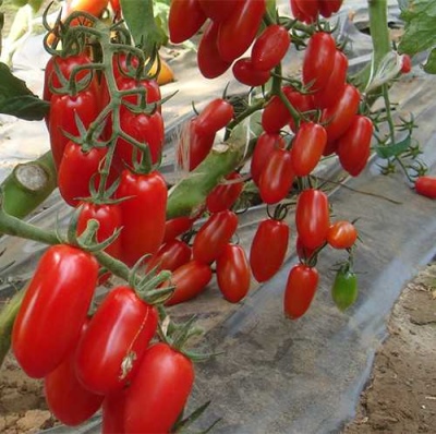 Tomatenkaiser