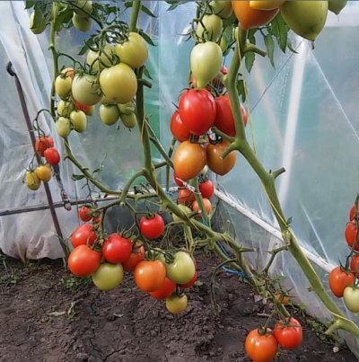 Tomaten Kaiserin