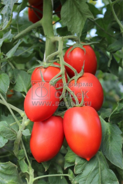 Tomato Empire