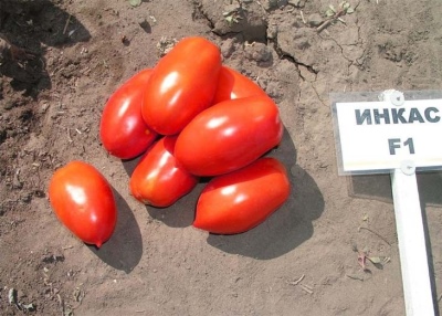 Tomaten-Inkas