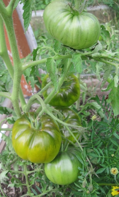 Irischer Tomatenlikör
