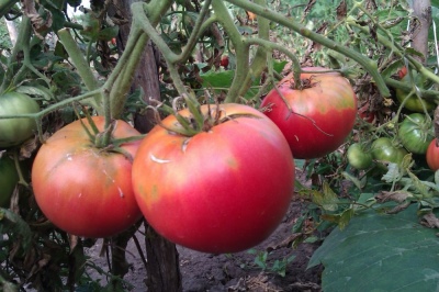 Tomat kæmpe hindbær