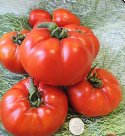 Tomatenreus