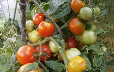 Tomaten Juni