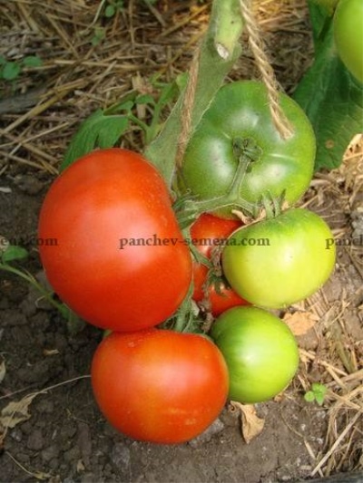 Cacatoès tomate