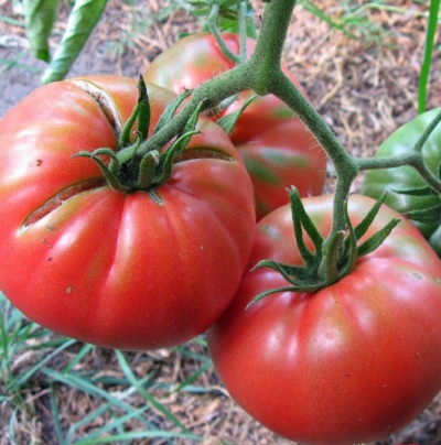 Kanarische Tomate