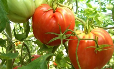 Tomaten Kardinaal