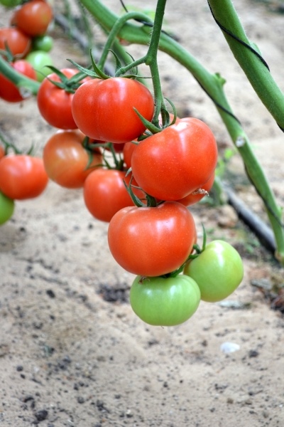 Coup de main de tomate