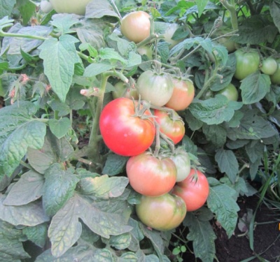 Tomato Klusha