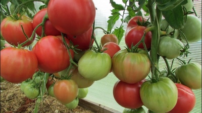 Tomate Kolkhozienne Reine