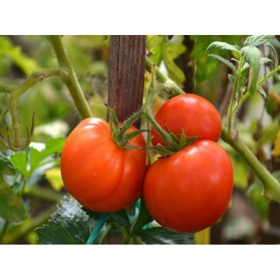 Kolkhozny tomato