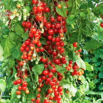 Árbol de caramelo de tomate