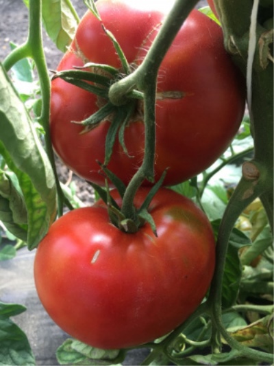 Tomatkonge af kæmper