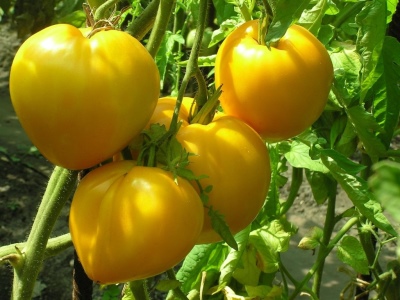 Tomatenkoning van Siberië