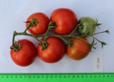 Tomaten-Rote Garde