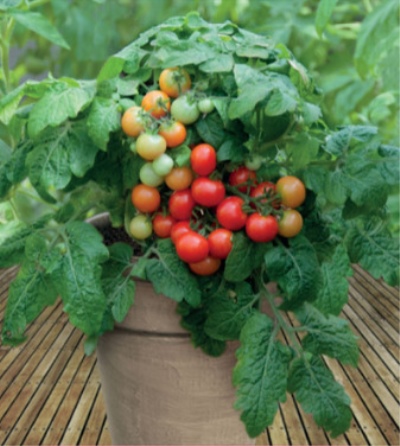 Tomaten-Rotkäppchen