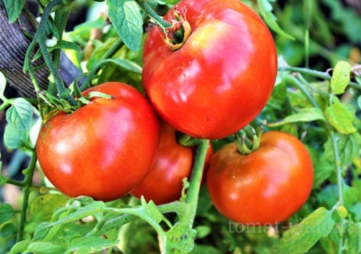 Tomaten roter Hahn