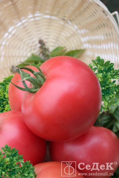 Tomatdukke Masha