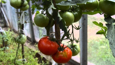 Idole de la tomate