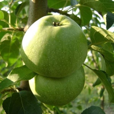 شجرة التفاح Kutuzovets
