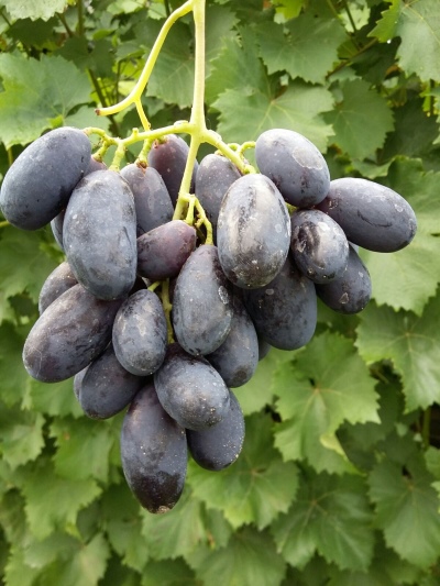 Natalie grapes (Kalugin V.M.)
