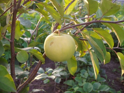 苹果树 Papiroyantarnoe