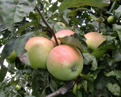 شجرة التفاح بيبين الزعفران
