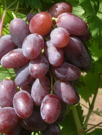 Sherkhan grape