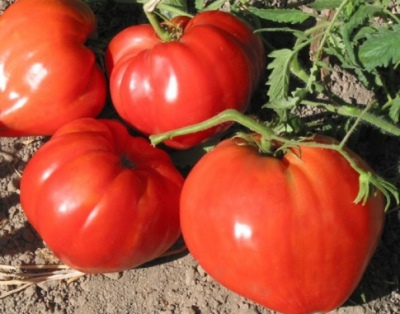 Tomaten ewiger Ruf