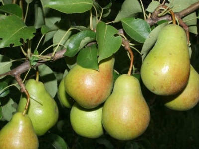 Pear Veles