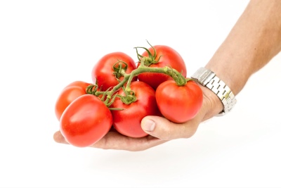 Tomate Große Welt
