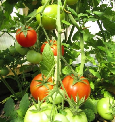 Verlioka más tomate