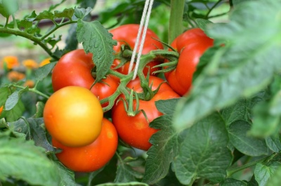 Verlioka rajčata