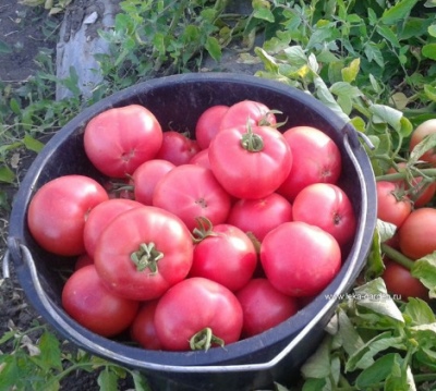 Tomate Vermillon