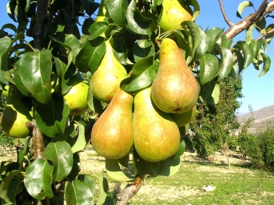 Pear Faithful