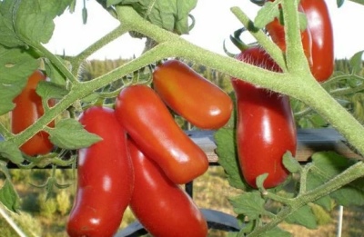 Tomate Fröhlicher Zwerg