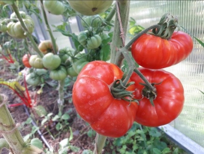 Tomato Cheerful neighbor